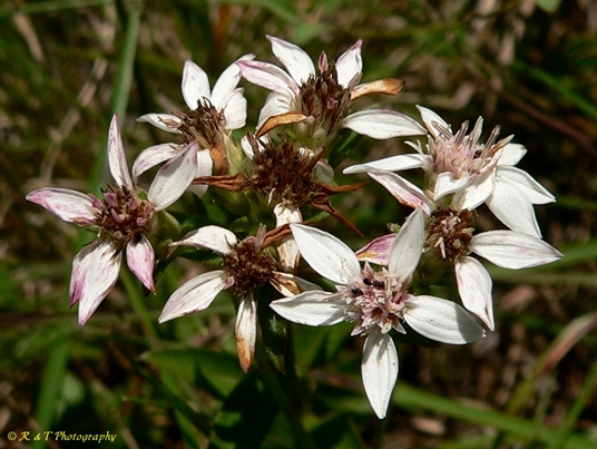 {Sericocarpus asteroides}